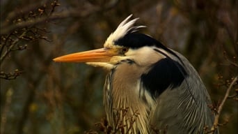 The Secret Life of Birds (2011-2010)