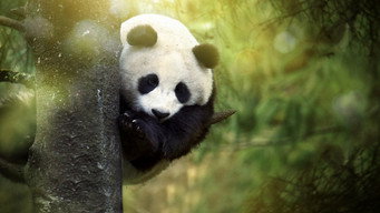 Panda Goes Wild (2019)