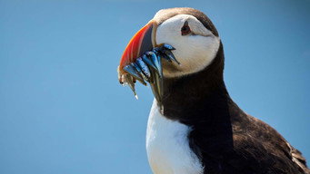 #8 North Sea  Nature Untamed