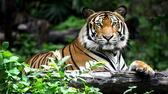 #5 Awesome Animals