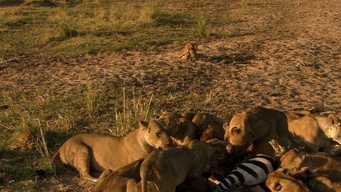 Les lionnes de la rivière de sable (2008)