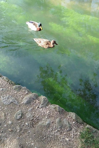 Ducks galeri 2