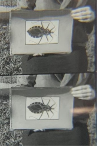 Doença de Chagas (1970)
