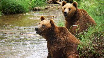 Bears on the Run