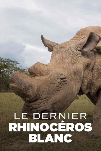 Le Dernier Rhinocéros blanc