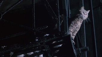 #27 Серце Янгола