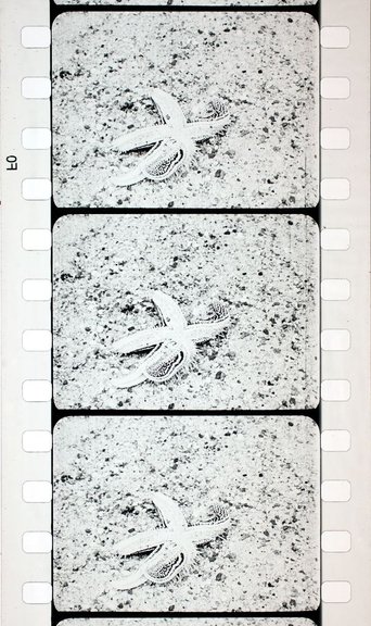 Les Echinodermes