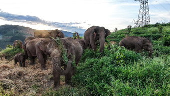The Elephant Odyssey (2026)