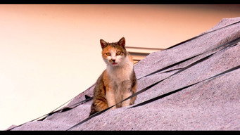 Cena 1 de Our Cat