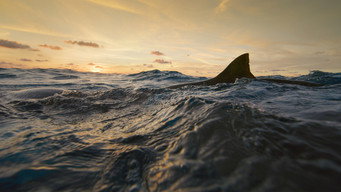 #4 Man vs. Shark