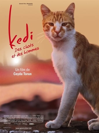 Kedi - Des chats et des hommes en streaming 
