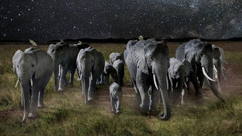 La nuit des éléphants (2014)