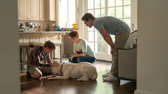 Galeria 3 - Perro perdido