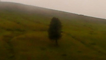 #19 Dry Leaf