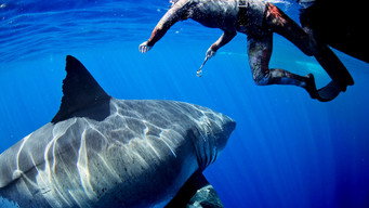 #5 Most Wanted Sharks
