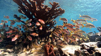 #5 Castro's Secret Reef