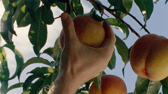 Until Branches Bend (2022)