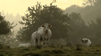 Bovines (2011)