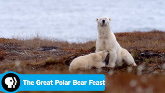The Great Polar Bear Feast (2015)