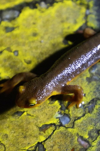 The Chileno Valley Newt Brigade (2024)
