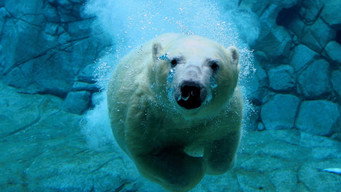 Les Secrets des animaux des glaces (2017)
