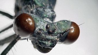 #4 Insect Dissection: How Insects Work