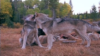 Вовки біля нашого порогу (1997)