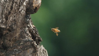 Diary of a Bee (2021)
