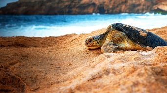 Wild Oman: Wonder of Arabia - S1E01
