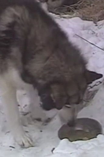 Season of the Sled Dog (1988)