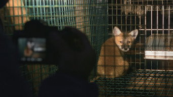 Just Animals (2022)