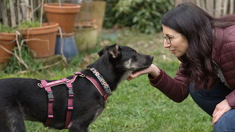 Dein perfekter Hund (2024- )