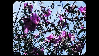 Flowers media image