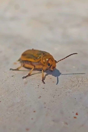 Insects
