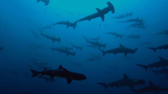 Galeria 2 - Sharkwater Extinction