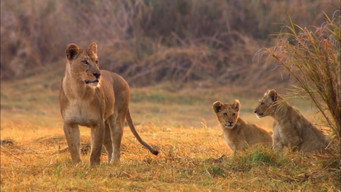 #6 Swamp Lions