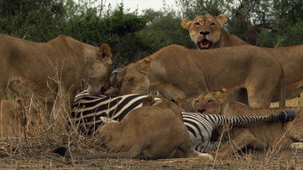 Les lionnes de la rivière de sable (2008)