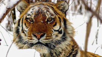 Operation Snow Tiger (2013)