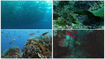 World Natural Heritage Colombia: Malpelo National Park (2013)