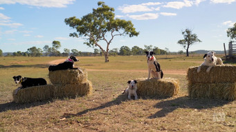 Muster Dogs (2022- )