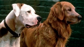 Still 12 from Homeward Bound: The Incredible Journey