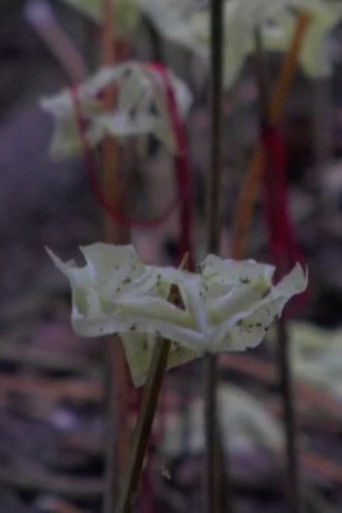 Fragmented Forest poster