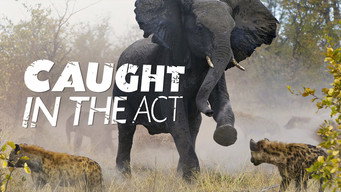 Caught in the Act (2007- )