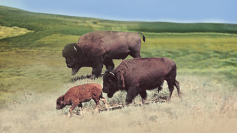 The Vanishing Prairie (1954)