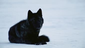 Yellowstone Wolf Dynasty - S1E01