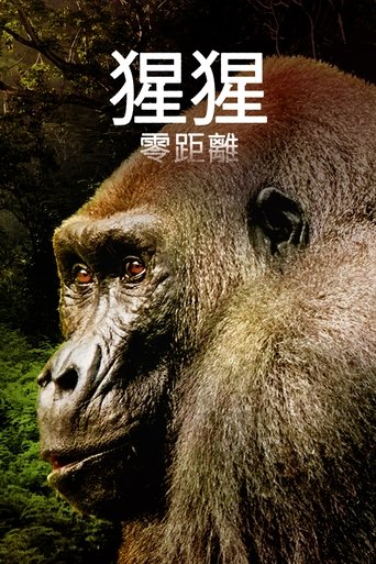 Gorillas Close Up