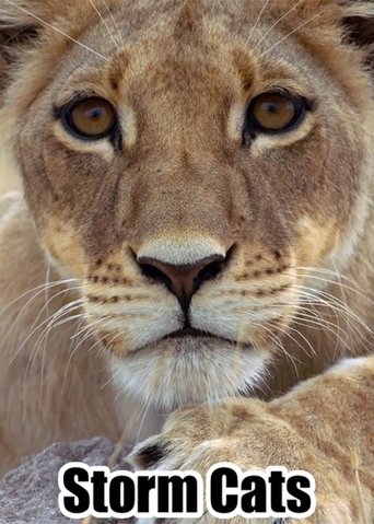 Storm Cats (2017)