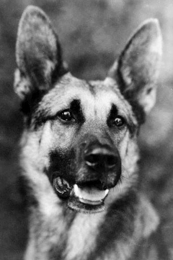 Strongheart the Dog
