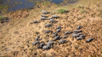Elephants Up Close (2018)