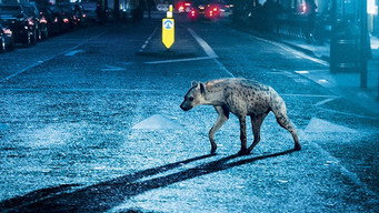 Hyena (2014)